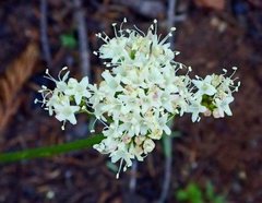 Valeriana californica