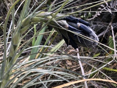 Puya lineata