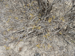 Aloysia gratissima