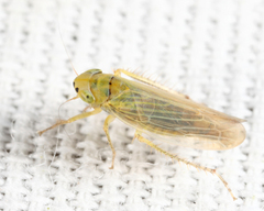 Cicadula saliens