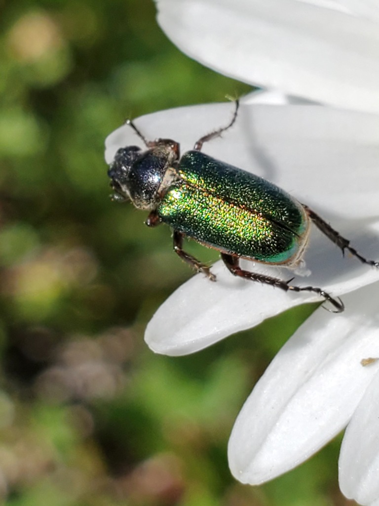 Green Rose Chafer
