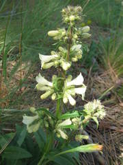 Penstemon attenuatus