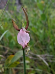 Cleistesiopsis divaricata