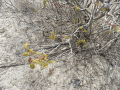 Aloysia gratissima
