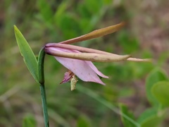 Cleistesiopsis divaricata