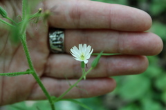 Lactuca hispida