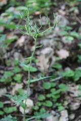 Lactuca hispida