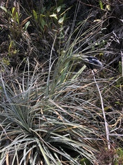 Puya lineata