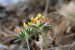 Anthyllis vulneraria pulchella