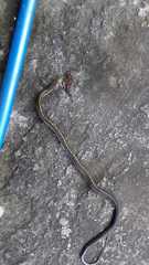 Coelognathus flavolineatus