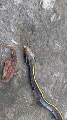 Coelognathus flavolineatus