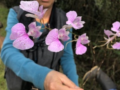 Comparettia macroplectron