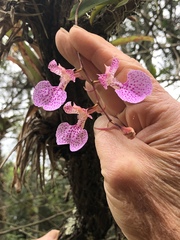 Comparettia macroplectron