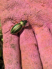 Carabus auratus