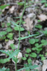 Lactuca hispida