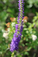 Veronica steppacea