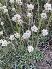 Antennaria microphylla