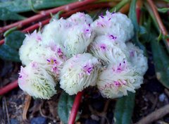 Calyptridium monospermum
