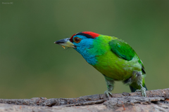 Psilopogon asiaticus