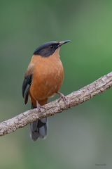 Heterophasia capistrata