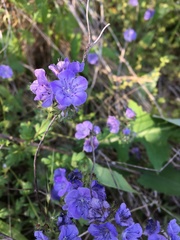 Phacelia maculata