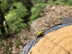 Cteniopinus hypocrita