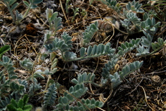 Astragalus rupifragus