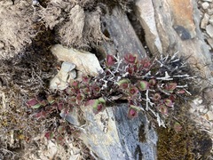 Spiraea morrisonicola