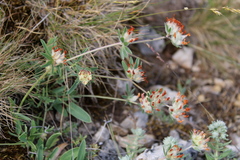 Anthyllis vulneraria pulchella