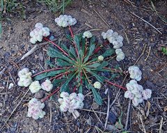Calyptridium monospermum