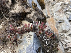 Spiraea morrisonicola