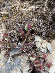 Spiraea morrisonicola