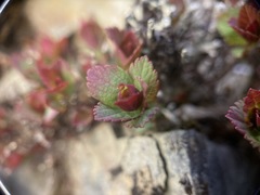 Spiraea morrisonicola