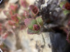 Spiraea morrisonicola