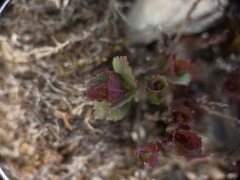 Spiraea morrisonicola