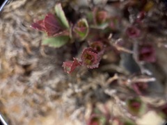 Spiraea morrisonicola