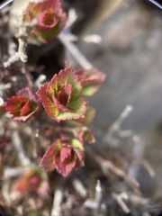 Spiraea morrisonicola