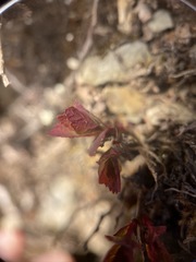 Spiraea morrisonicola