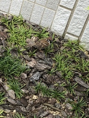 Passer montanus