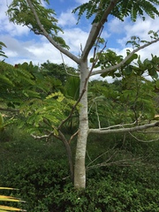 Albizia procera