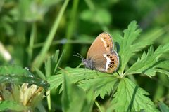 Coenonympha hero