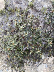 Rhododendron rubropilosum taiwanalpinum
