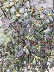Rhododendron rubropilosum taiwanalpinum