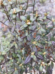 Rhododendron rubropilosum taiwanalpinum