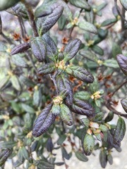 Rhododendron rubropilosum taiwanalpinum
