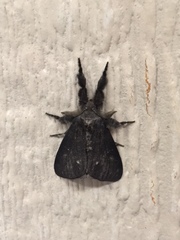 Dasychira grisefacta