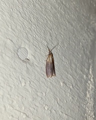 Sparganothis violaceana