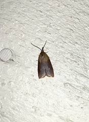 Sparganothis violaceana