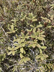 Rhododendron rubropilosum taiwanalpinum