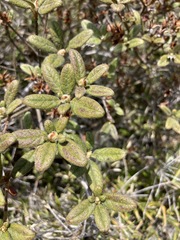 Rhododendron rubropilosum taiwanalpinum